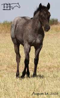 Saltys Fireball's MA's 2020 Roan Colt